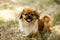 Little funny Pekingese dog with tongue