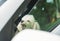 The little funny poodle dog sitting in white car looking out window