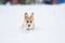 little funny red puppy corgi runs in deep white snowdrifts in the winter in the village throwing up its legs