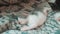 Little funny video newborn kitten sleeping. cute pet kitten sleeping on a lifestyle blanket on the bed in the bedroom