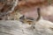 Little furry chipmunk on a fallen tree trunk