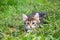 Little furry kitten playing in spring meadow