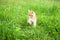 Little furry kitten playing in spring meadow