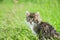 Little furry kitten playing in spring meadow