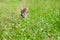 Little furry kitten playing in spring meadow