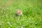 Little furry kitten playing in spring meadow