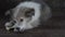 Little furry puppy lying on the wood floor and eats treats for dogs. Close-up.