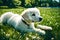 Little furry white puppy is lying on a grass in a park Generated AI