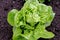 Little Gem Romaine Lettuce in a garden