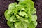 Little Gem Romaine Lettuce in a garden