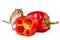 Little gerbil mouse touch fresh red pepper isolated on white background