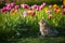 A little german spitz dog smelling tulips