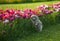 A little german spitz dog smelling tulips