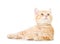 Little Ginger british shorthair cats