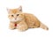 Little Ginger british shorthair cats over white background