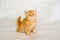 Little ginger kitten brindle coat color.