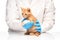 Little ginger kitten with leg in bandage at veterinarian