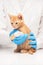 Little ginger kitten with leg in bandage at veterinarian