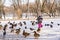 little girl 3-4 years old in pink pants, a jacket and hat holds bread in her hands and feeds ducks and pigeons