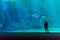 little girl amazed by the sight of a manta ray in a giant aquarium in Boulogne-sur-mer