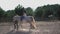 Little girl back riding white horse with a trainer who leads the horse on a leash in the corral. Ranch concept. March