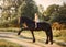 Little girl with black friesian stallion