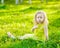 Little girl blowing dandelion on green grass