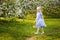 A little girl in a blue dress was walking in a blooming apple orchard. Nice spring story. Happy baby on a beautiful spring sunny