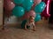 Little girl in blue and white dress next to balloons, smiling, holiday, year, birthday child. sits on the floor.crawls