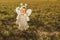 Little girl in a butterfly costume with wings in the field