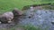 a little girl carefully walks barefoot in the cold water of a natural stream with stones and gravel