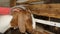 A little girl caressing a goat head. kid wants to become a veterinarian