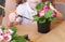 Little girl caring for flowers in a flowerpot. Close up