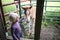 Little Girl Child Playing in Barn with Newborn Baby Horse Foal