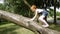 Little girl is climbing up a tree