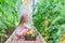 Little girl collecting crop cucumbers and tomatos in greenhouse. Time to harvest.