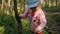 Little girl collecting and eating ripe blueberries from bush in forest.