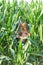 Little girl in corn field