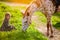 Little girl in dress on green meadow with beautiful spotty horse in bright sunshine