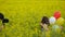 Little girl in a dress running through yellow wheat field with balloons in hand. slow motions