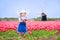 Little girl in Dutch costume in tulips field with windmill