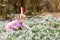 Little girl with Easter bunny ears making egg hunt in spring forest on sunny day, outdoors. Cute happy child with lots