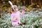 Little girl with Easter bunny ears making egg hunt in spring forest on sunny day, outdoors. Cute happy child with lots
