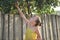 Little girl is eating Saskatoon berries near wooden fence - summer Russian village