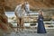 Little girl in elegant dress walking on rocky seashore with beautiful spotty horse