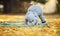 Little girl in elephant costume playing in autumn forest