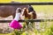 Little girl feeding baby horse on ranch