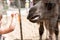 A little girl is feeding a camel carrot in a zoo.