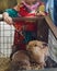 A little girl is Feeding cute brown bunnies in a wooden cage