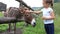 Little girl feeding a donkey.